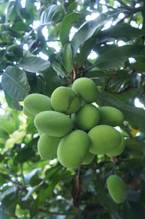 Cashew Nut Village Bophut Esterno foto