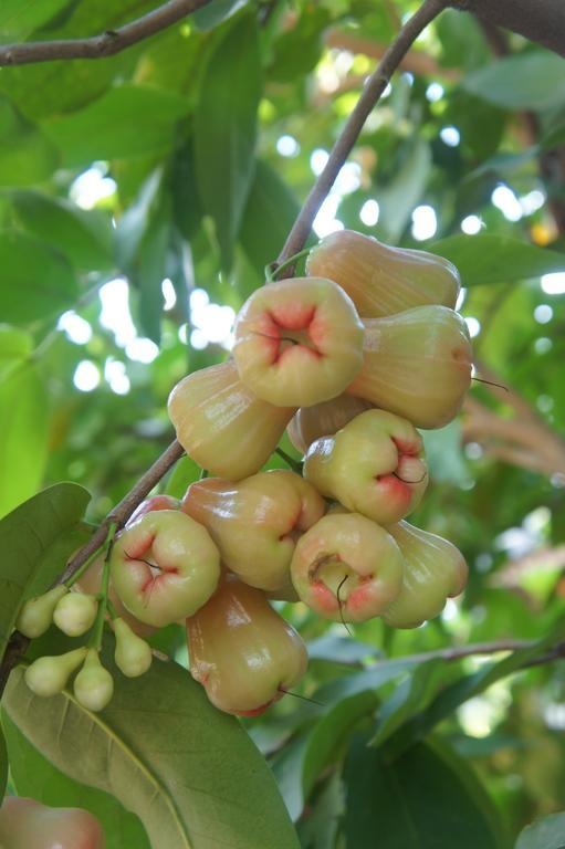 Cashew Nut Village Bophut Esterno foto