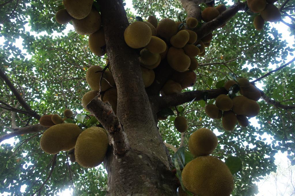 Cashew Nut Village Bophut Esterno foto